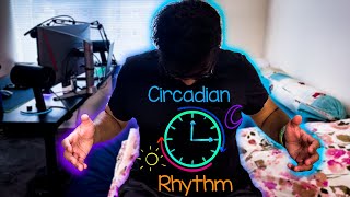 How The Circadian Rhythm Works