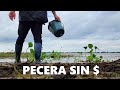 Recolección de peces, animalitos, plantas y microfauna, ACUARIO URBANO, PESCA URBANA