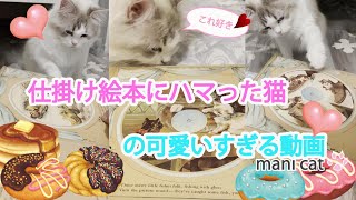 仕掛け絵本にハマった猫ちゃんの可愛いすぎる動画❤️💕💗#cutecat#ragdoll#猫動画#trick picture book