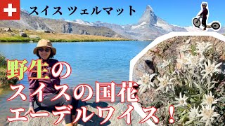 【スイス/ハイキング】絶景！野生のエーデルワイスここで見られます！最高なマッターホルンビューのハイキング！キックバイクでの下山めちゃ楽しい！