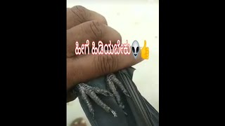 Parivala hedidukolluvudu/How to hold pigeon/ಪಾರಿವಾಳ ಹಿಡಿದುಕೊಳ್ಳುವುದು ಹೇಗೆ#youtubeshorts#fly #pigeons