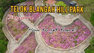 Telok Blangah  Hill Park Singapore  #SiopaoOFW #Singapore #telokblangah