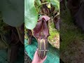 rob’s picks ep 2 nepenthes carnivorousplants borneoexotics