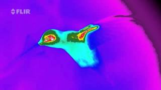 Hummingbird in High Speed FLIR Thermal