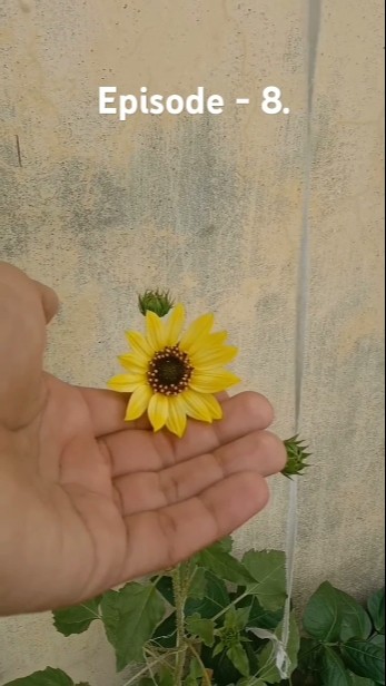 Beautiful Sunflower рџњ рџњ рџњ Shorts Youtubeshorts Shortvideo Short