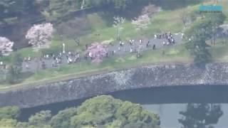 皇居・乾通り、桜満喫…一般公開に3700人列