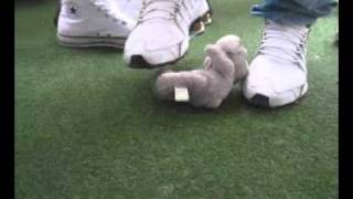 poor Teddy under sneaks