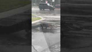 Huge Alligator Spotted Casually Strolling Down Street During Tropical Storm Debby | 10 News First