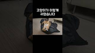 고양이가 이렇게 귀엽습니다