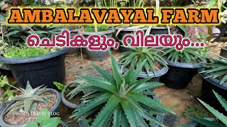 അമ്പലവയൽ ഫാമും, ചെടികളും, വിലയും... Ambalavayal farm... Nursery, rates... TRENDS TRAVEL VLOG.