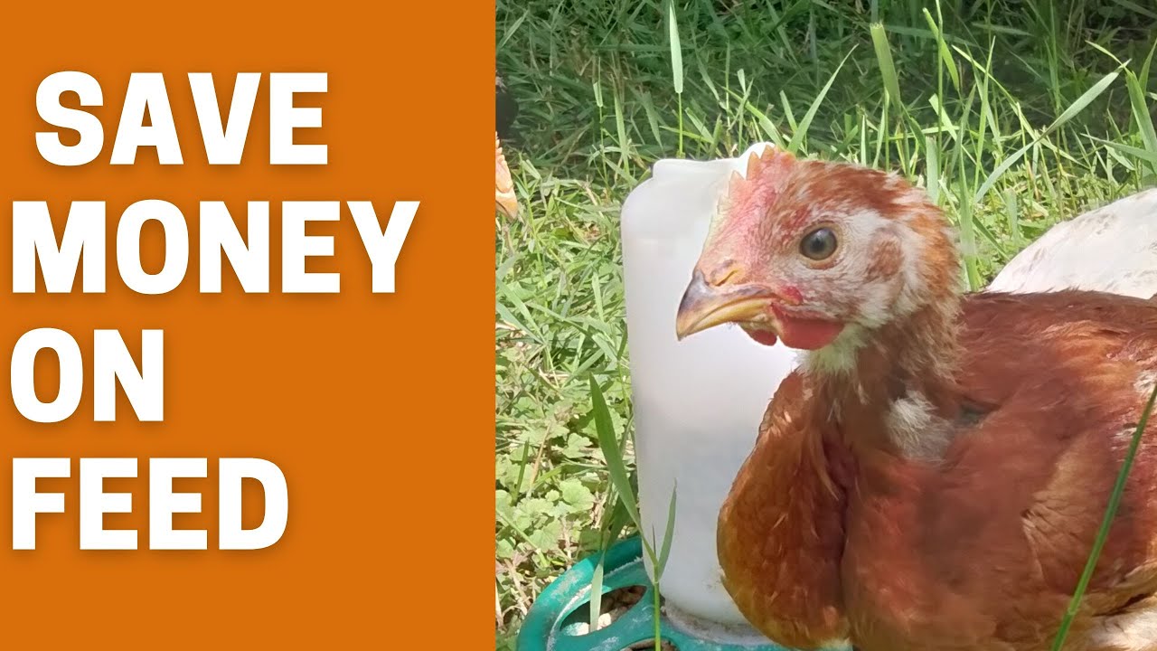 How To Make Fermented Chicken Feed For A Backyard Flock - YouTube