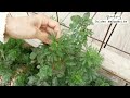 garden tour bongwha korea cafe holly garden tour 2022