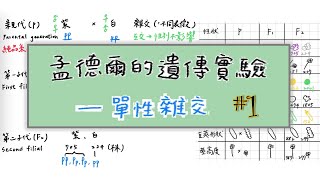 孟德爾遺傳#1：單性雜交實驗與分離律