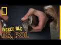 A Goat Gets Their Hoof Trimmed | The Incredible Dr. Pol