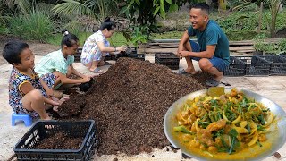 Trồng vườn rau sạch cho gia đình. HEO RỪNG XÀO LĂN BÁNH MÌ - Bin Đen Family