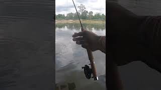 ฟลายฟิชชิ่งตกตะพากลุ้นใหญ่ #like #subscribe #fishing #ตกปลา #ปลากด #carpfishing