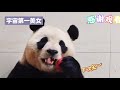 2.27可爱的福宝来啦～大熊猫福宝 来这吸熊猫 福宝 治愈系 cr 中心