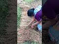 ଧାନ ଗଛ ପାଣିରେ ବୁଡି ଯାଇଛି paddyfarming ମୋ video like ଓ subscribe କରନ୍ତୁ @saraswatiyashvlogs