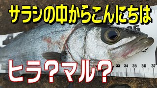 【福岡釣り】サラシの中からこんにちは！ゴロタ場のヒラスズキ狙い