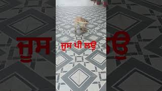 ਧਿਆਨ ਨਾਲ ਸੁਣ ਣਾ#viralshort #funny #punjabipost #punjabi#trendingshorts #viralshort #viralshort