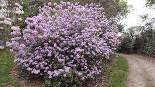 Azaleas \u0026 Rhododendrons at Caerhay in April