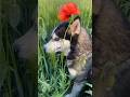 Husky and Wild Field #shorts #husky #funnyvideo #huskies #dog