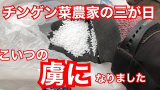 チンゲン菜農家のお正月三が日