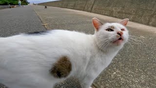 野良猫が何か言いながらモフられに来た