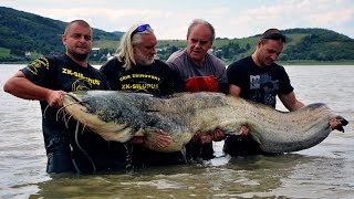 Rekordný sumec z Domaše 264cm 100kg+ Slovakia Catfish