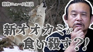 【動物ニュース解説】新オオカミが食い殺す？！