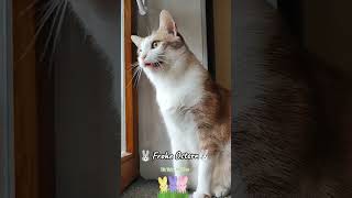 Frohe Ostern 😻🐾🥚🐇 #katzenliebhaber #cat #katze #katzenvideos #katzen #lustig #funnycats
