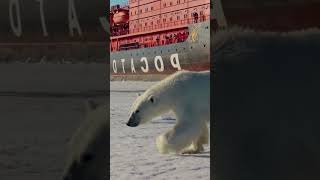 Arctic Monster: Polar Bear’s Terrifying Approach!