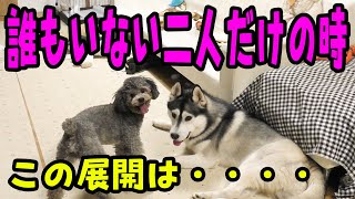 二人だけの時の様子に感動！ ハスキー犬と保護犬トイプードル