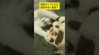 今流行りの何回タップしたら怒るかな？#shorts#cat#猫のいる暮らし