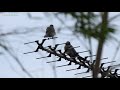 コチラに興味津々の鳥がいたので近づいてみたら、驚きの反応が可愛すぎた★