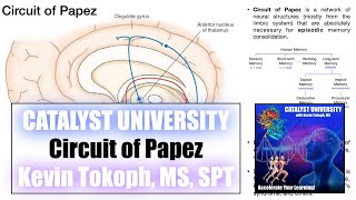 Circuit of Papez | Functions and Structure