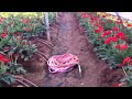 shreyas farms poanta sahib hp managed by shvetagrover u0026 mohit sood gerbera daisies