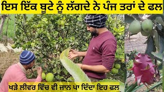 Horticulture business farming | ਖੇਤ ਵਿੱਚ ਬਾਗ਼ ਵਾਧੂ ਕਮਾਈ | Business in agriculture | grafting plants