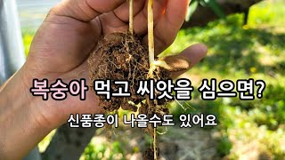 복숭아 먹고 씨앗을 심으면? 신품종이 나올수도 있어요