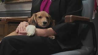 Meet Ruger, the Arkansas Department of Public Safety’s newest K-9 for mental wellness