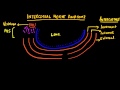 Brainstormer 6: Intercostal nerve