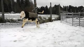 Erdlingshof: Pure Lebensfreude bei Kälbchen Ella 😍