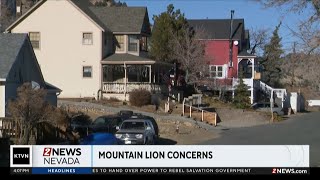 Mountain lions sighted around Virginia City