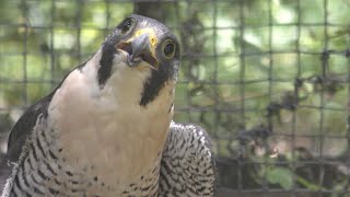 ハヤブサ　翼を痛めた保護鳥です　【のんほいパーク】Peregrine falcon Toyohashi Zoo