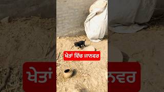 ਖੇਤਾਂ ਵਿੱਚ ਜਾਨਵਰ #shorts #viral #youtubeshorts #shortvideo #nyarapunjab