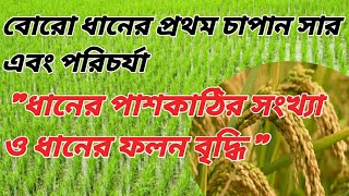 বোরো ধানের প্রথম চাপান সার কি কি প্রয়োগ করবেন? কিভাবে ধানের পাশকাঠির সংখ্যা ও ফলন বৃদ্ধি হবে?