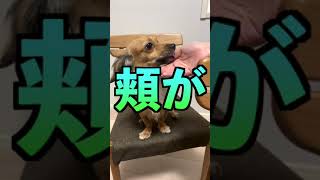 犬があなたに「ありがとう」と言っているキュン行動 #shorts