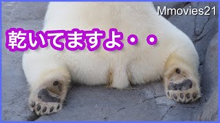 ホッキョクグマの乾いた肉球と壁が茶色になる理由　Polar Bear’s paws