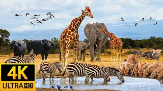 Africa Animals 4K: Kilimanjaro National Park, Tanzania - Scenic Wildlife Film With Relaxing Music