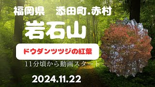 岩石山とドウダンツツジの紅葉　2024.11.22